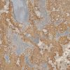 Textura detallada de la Pizarra Multicolor con vetas beige, gris y marrón